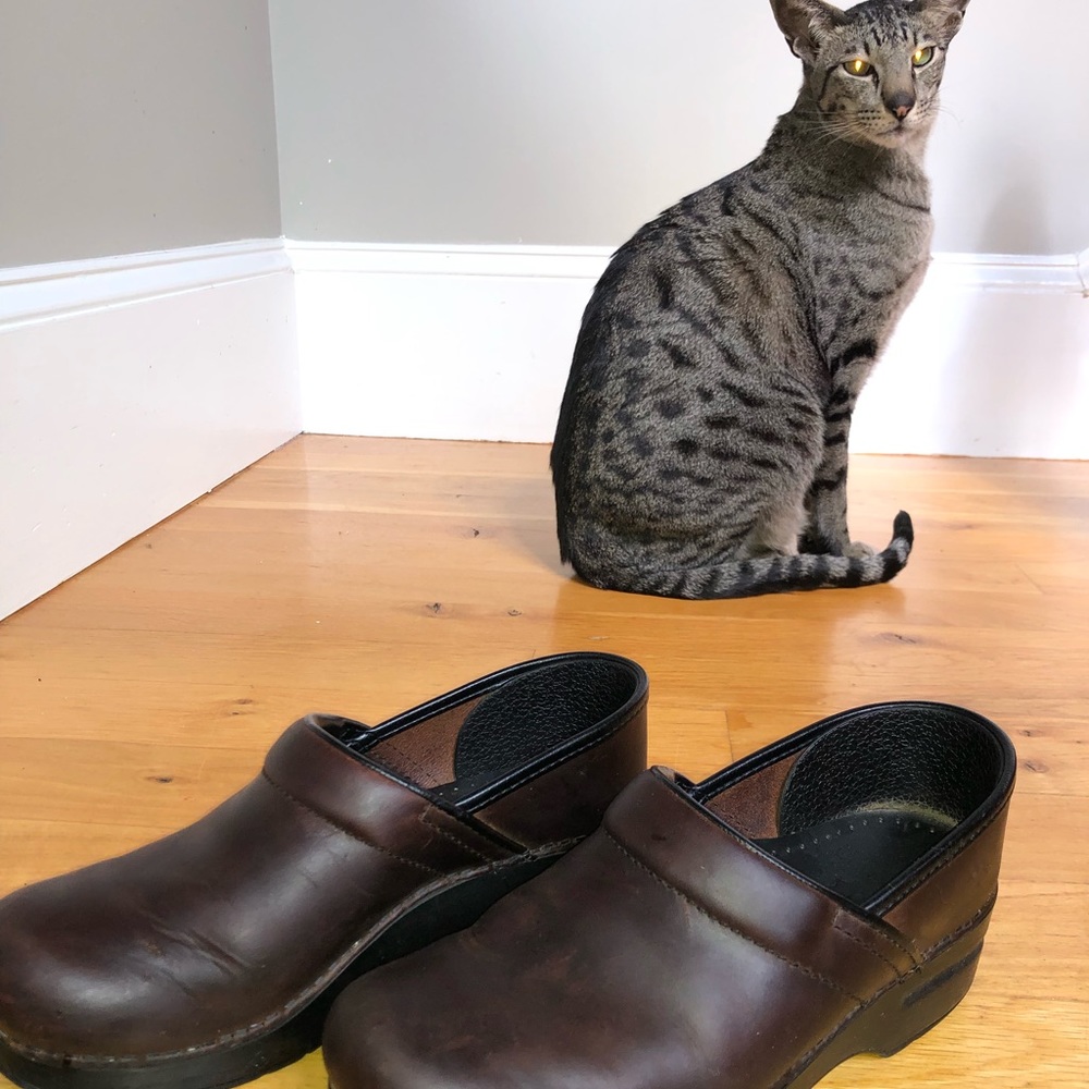 Dansko Professional Clog Size 38 (Us 8) Oiled Bro… - image 1